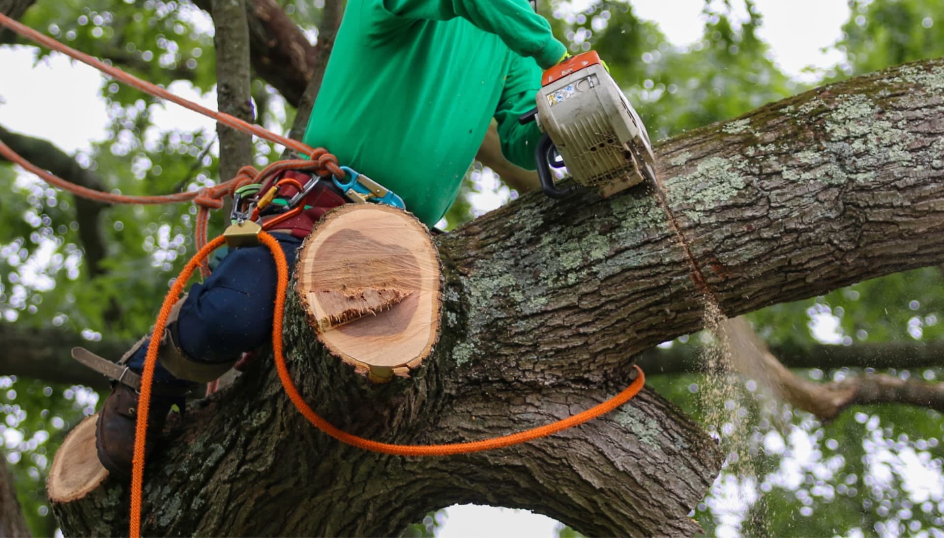 Shed your worries away with best tree removal in Murfreesboro