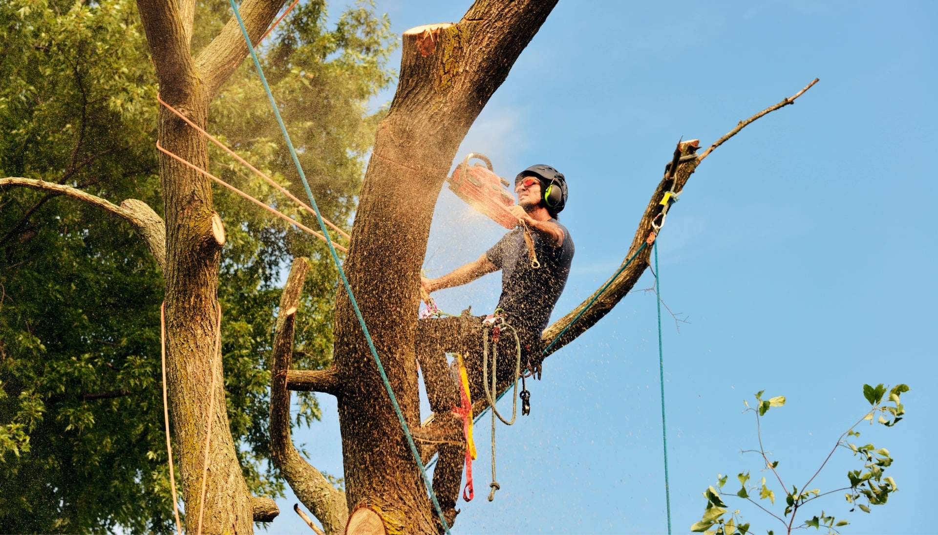 Get rid of tree problems with the expert tree removal contractors in Murfreesboro