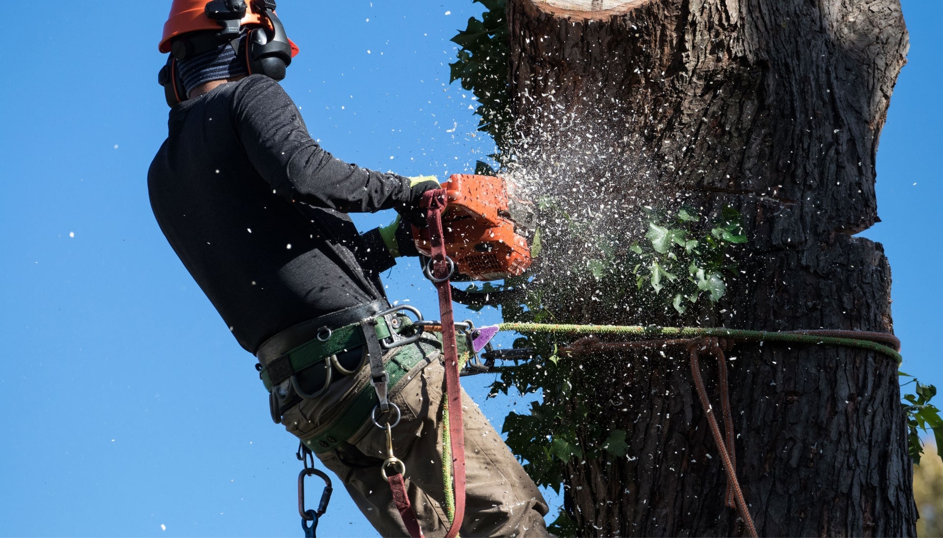 Professional Tree removal solutions in Murfreesboro